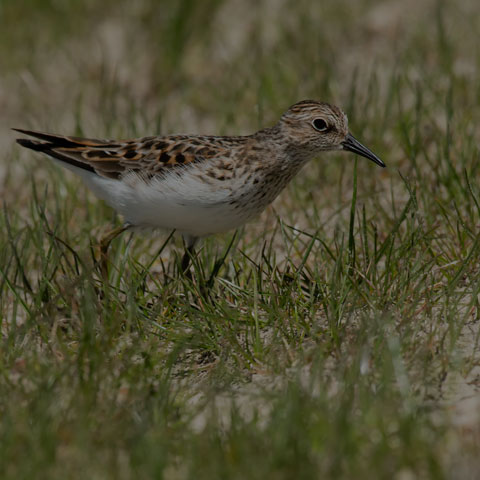 Least Sandpiper