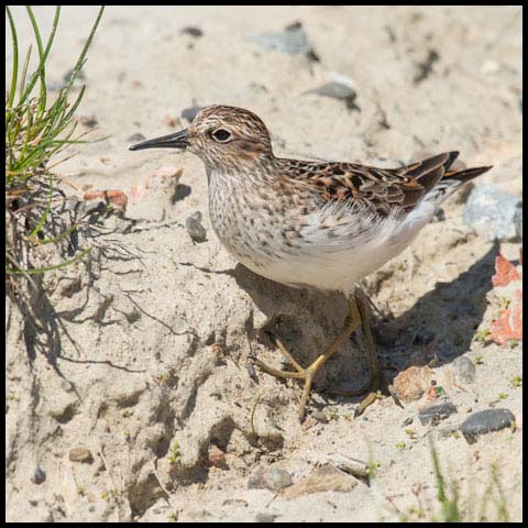 Least Sandpiper