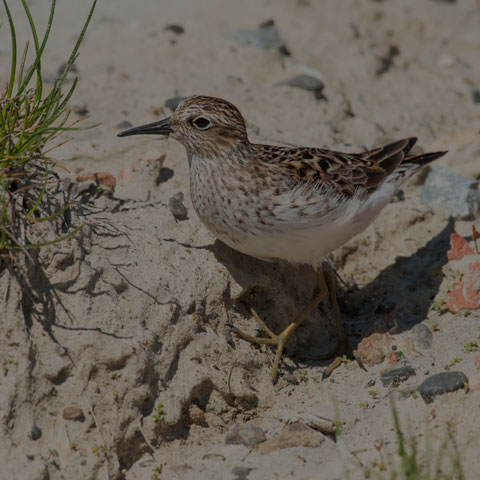Least Sandpiper