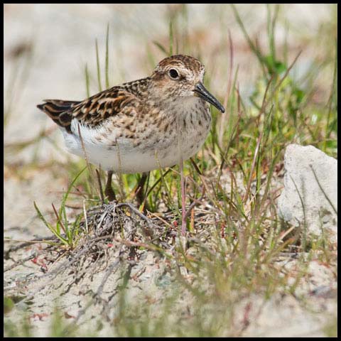 Least Sandpiper