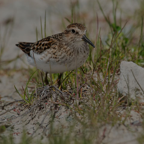 Least Sandpiper