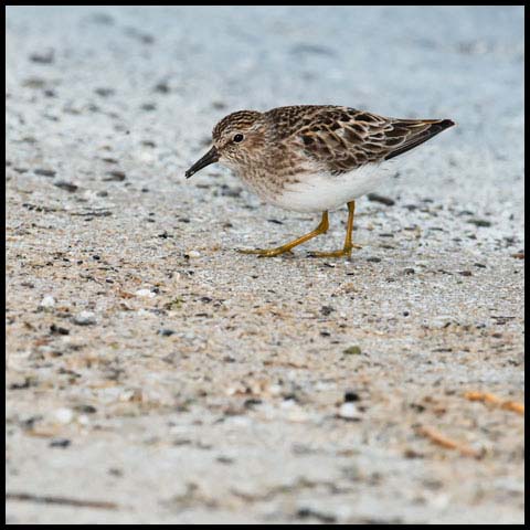 Least Sandpiper