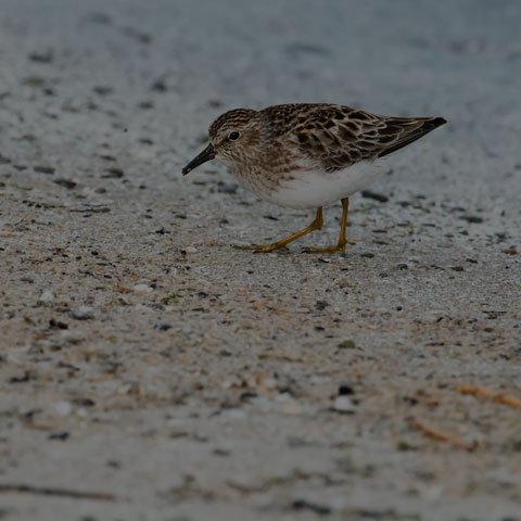 Least Sandpiper