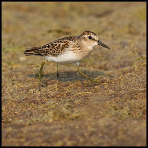 Least Sandpiper