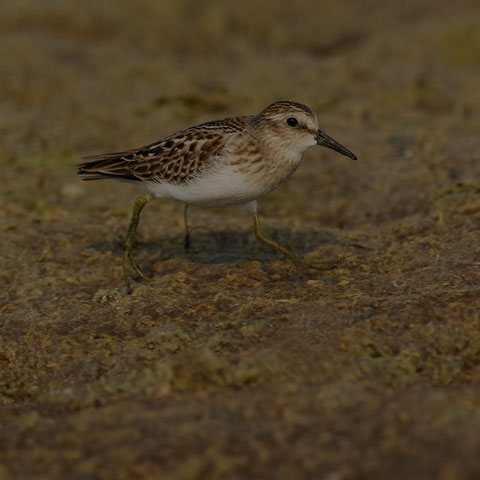 Least Sandpiper