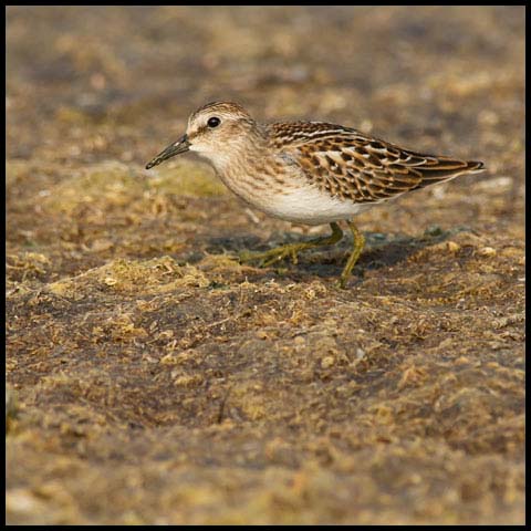 Least Sandpiper