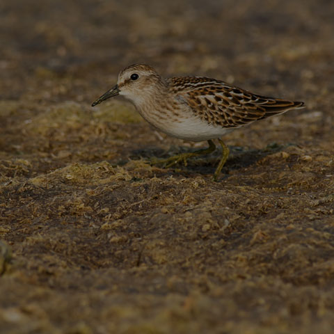 Least Sandpiper