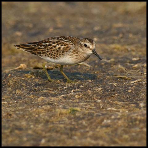 Least Sandpiper