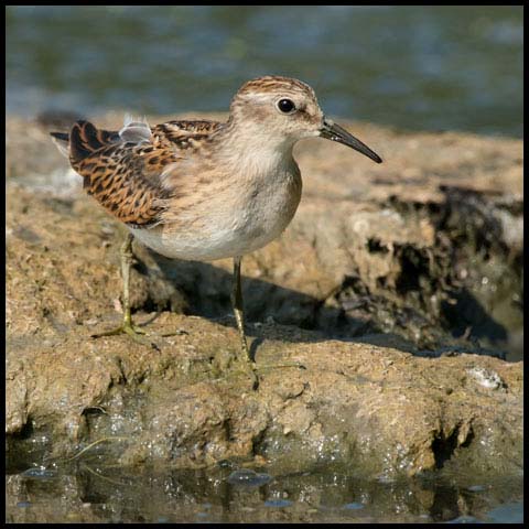 Least Sandpiper