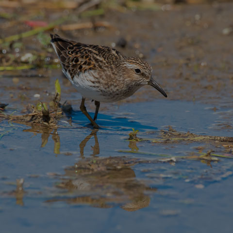 Least Sandpiper