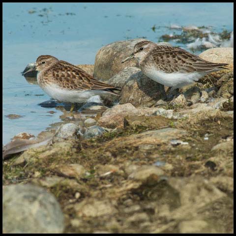 Least Sandpiper