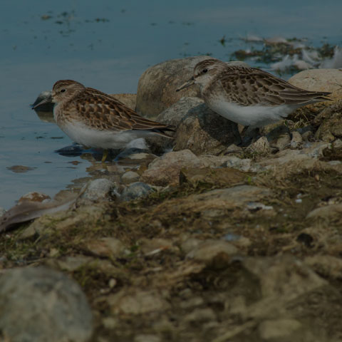 Least Sandpiper