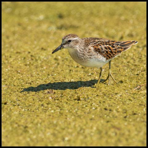 Least Sandpiper