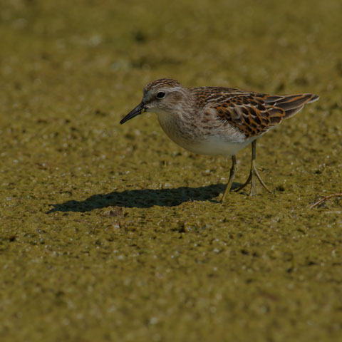Least Sandpiper