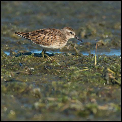 Least Sandpiper