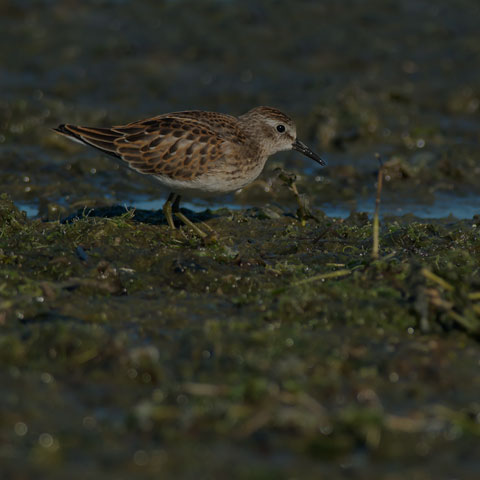 Least Sandpiper