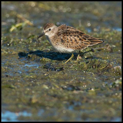 Least Sandpiper