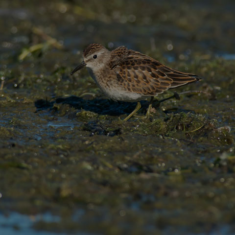 Least Sandpiper