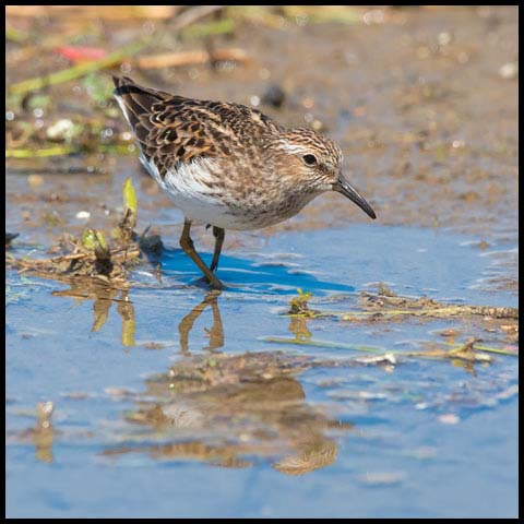 Least Sandpiper
