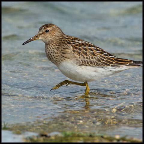 Pectoral Sandpiper