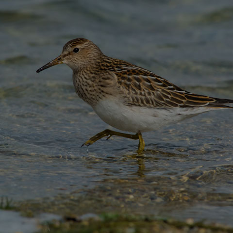 Pectoral Sandpiper