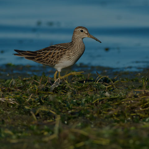 Pectoral Sandpiper