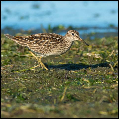Pectoral Sandpiper