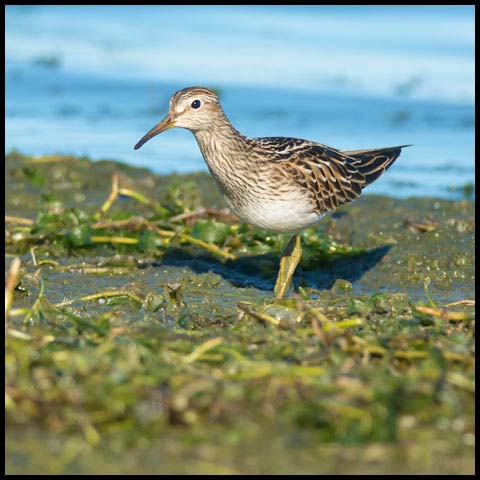 Pectoral Sandpiper