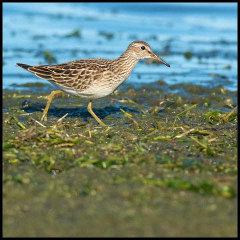 Pectoral Sandpiper
