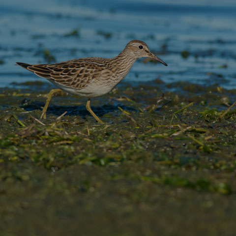 Pectoral Sandpiper