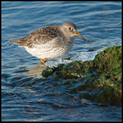 Purple Sandpiper