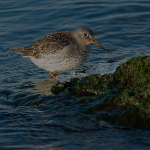 Purple Sandpiper