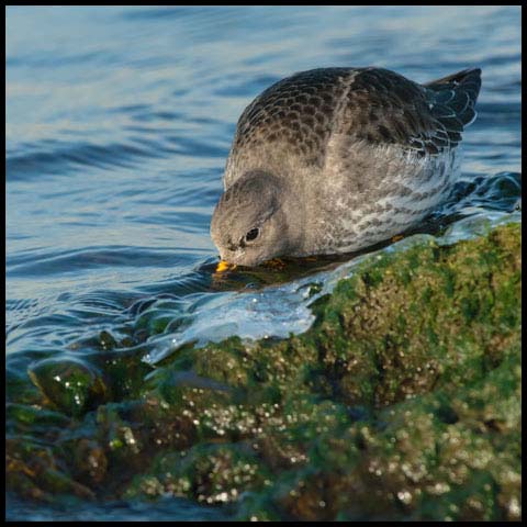Purple Sandpiper