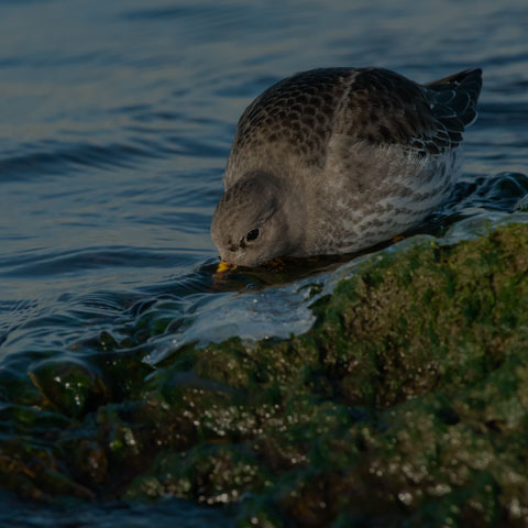 Purple Sandpiper