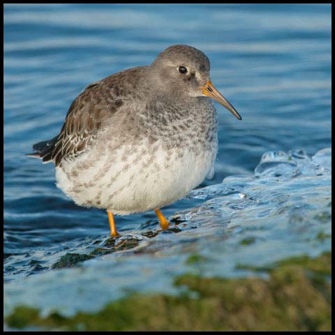 Purple Sandpiper