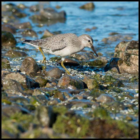 Red Knot