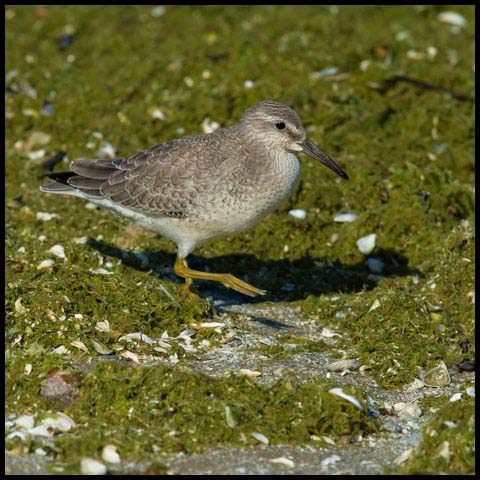 Red Knot