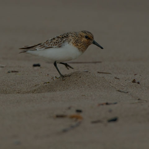 Sanderling