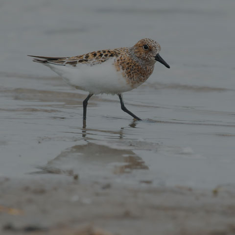 Sanderling