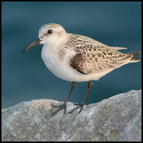 Sanderling
