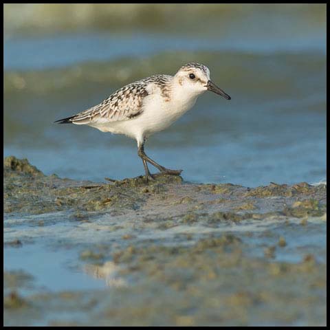 Sanderling