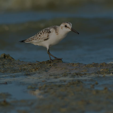 Sanderling