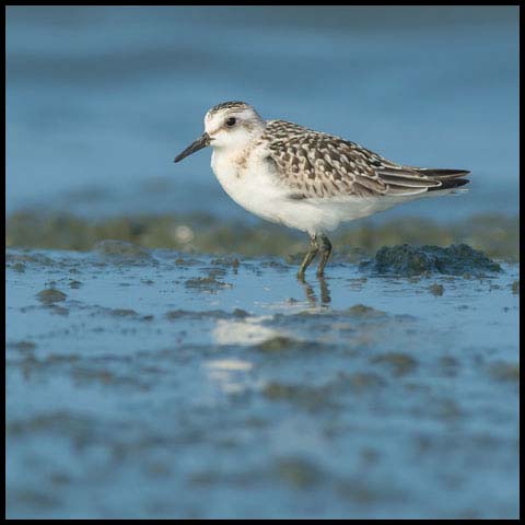 Sanderling