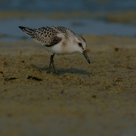 Sanderling