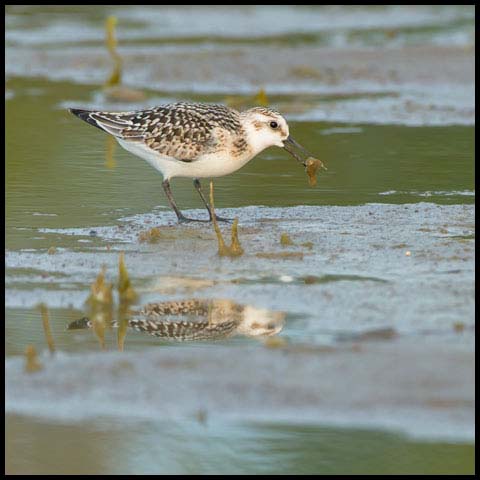 Sanderling