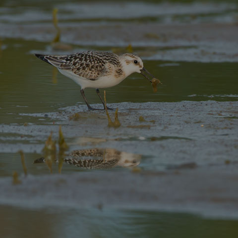 Sanderling