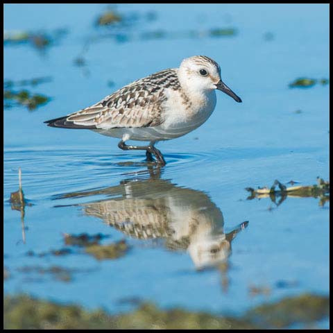 Sanderling