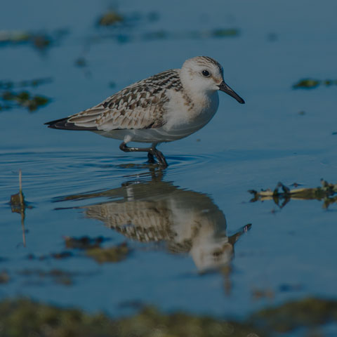 Sanderling