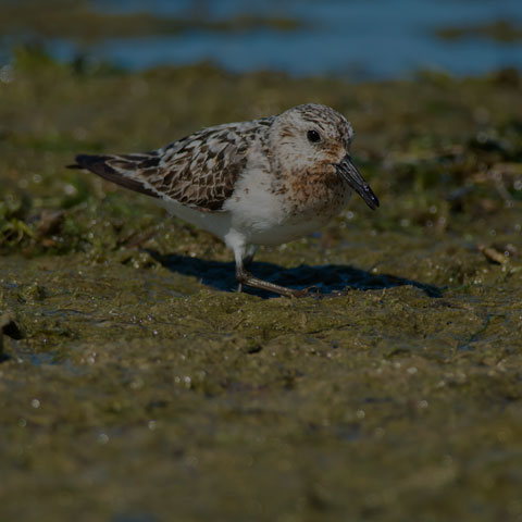 Sanderling