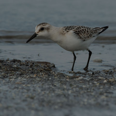 Sanderling